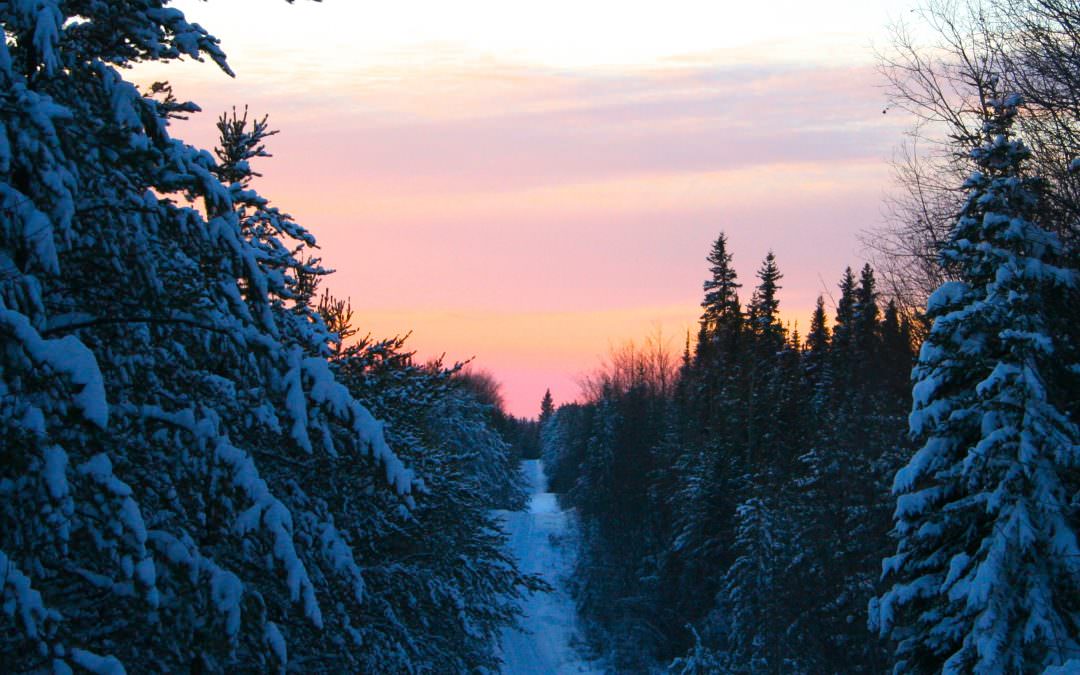 Winter Trapping Campaign Continues