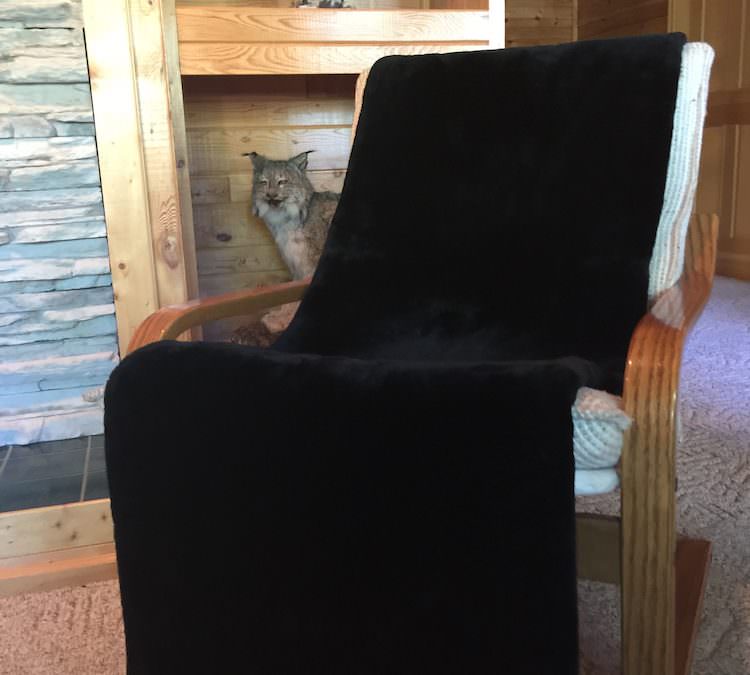 Real Sheared Beaver Fur Throws & Blankets