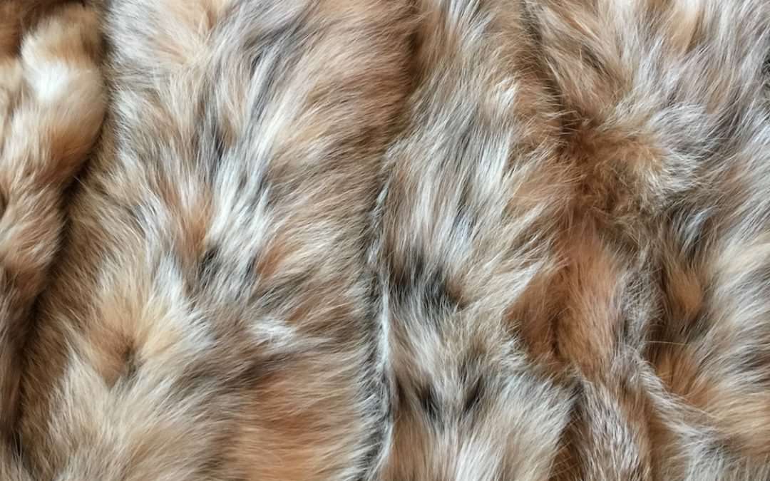 Wild Lynx Fur – One of a kind quality fur product