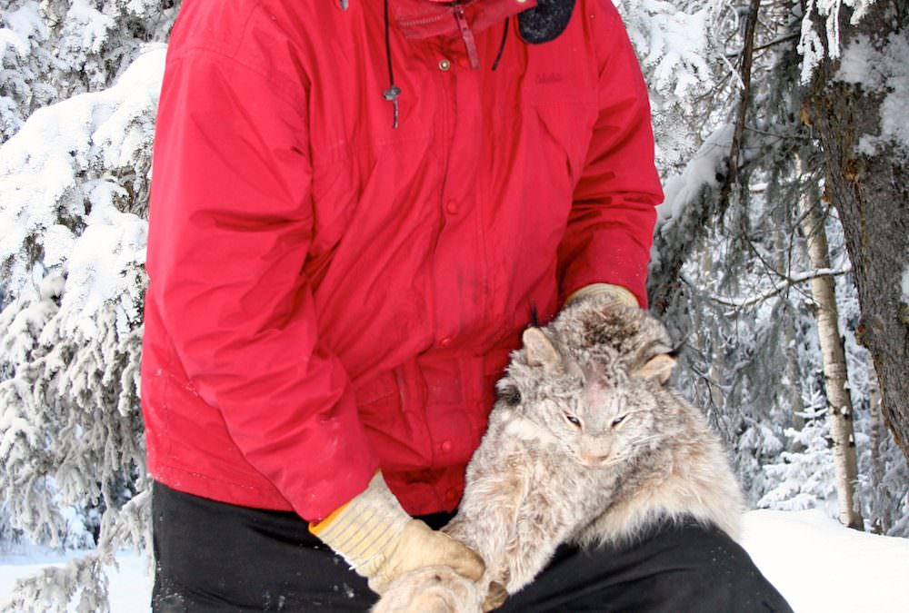 Trapping in the Canadian North – Furbearers are starting to become prime