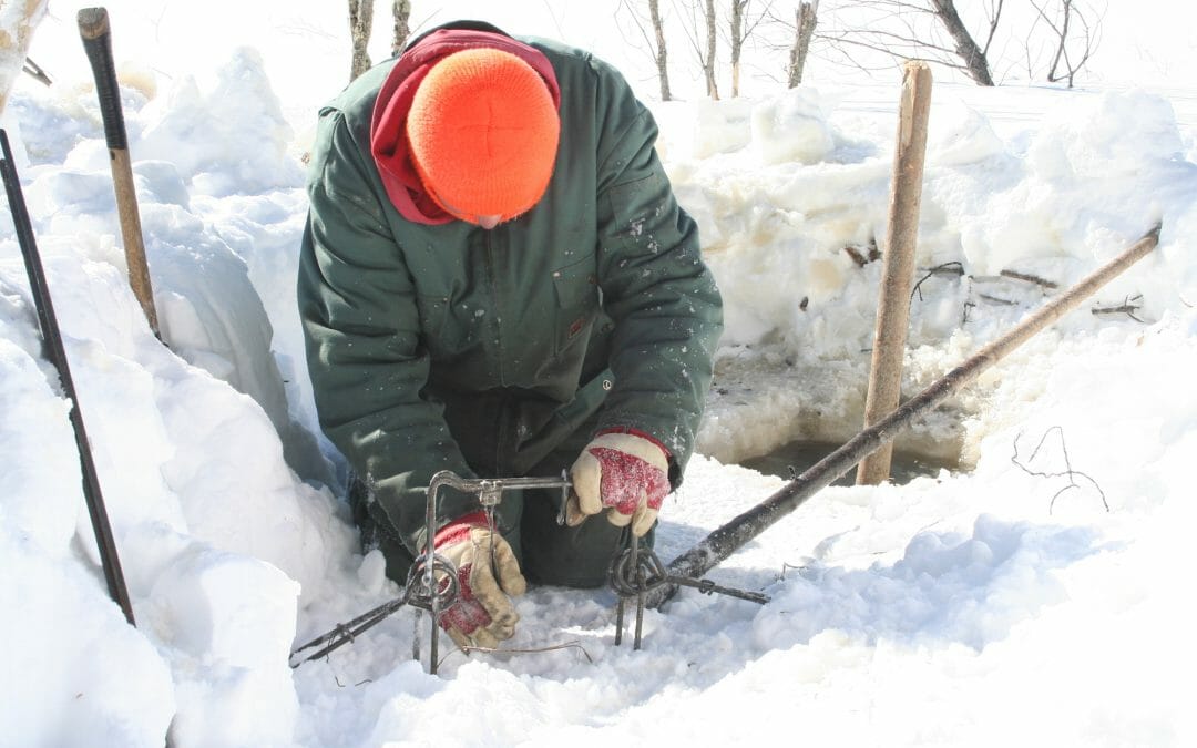 Trapping Beaver Under The Ice